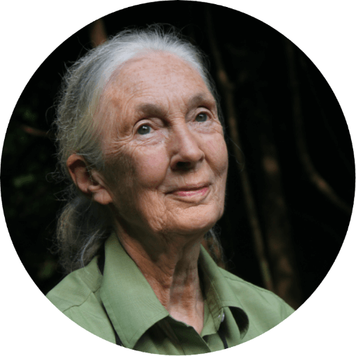 Jane Goodall Profile Picture