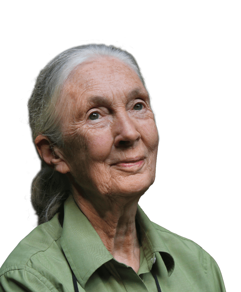 Jane Goodall's vision for the world