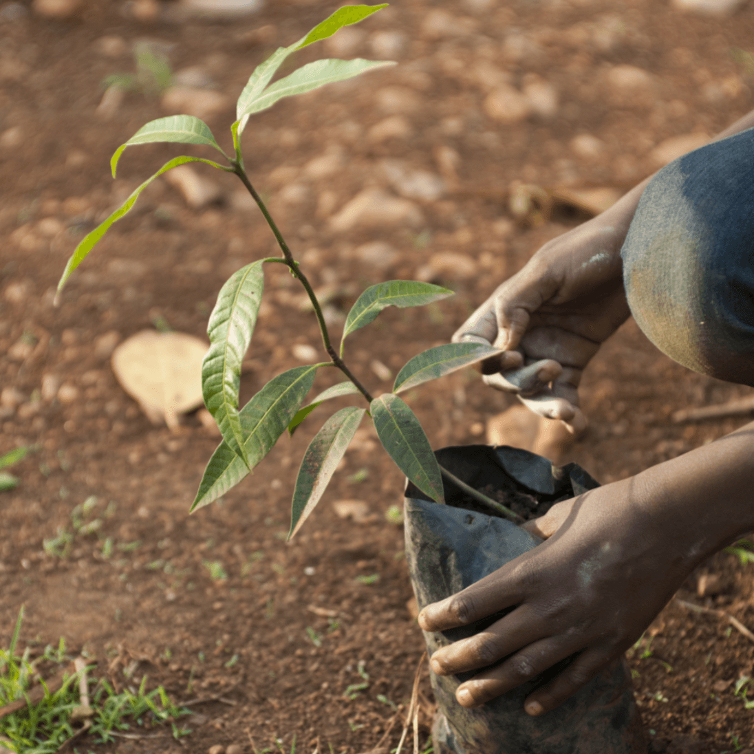 Man Planting a Tree