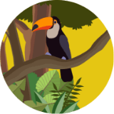 toucan vector