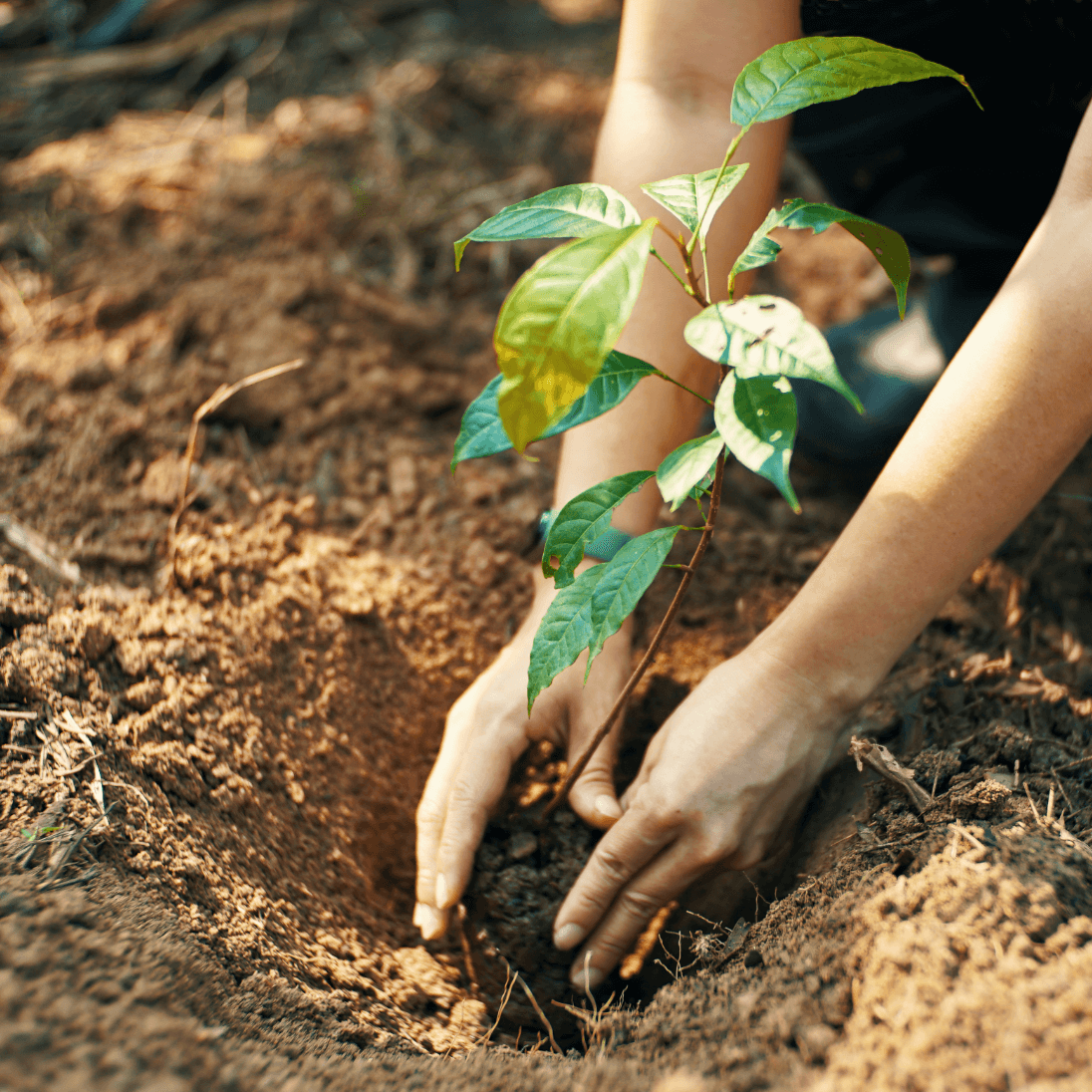 planting a tree hi resolution